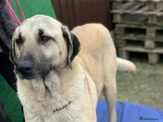 Mixed Breed dogs 🆘 NO FEE To Foster Phoenix - Urgent 🚨 - Advert 16