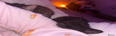 Mixed Breed Kitten 1