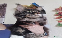 Maine Coon cats for sale: Gorgeous Male Maine Coon  - Image 4