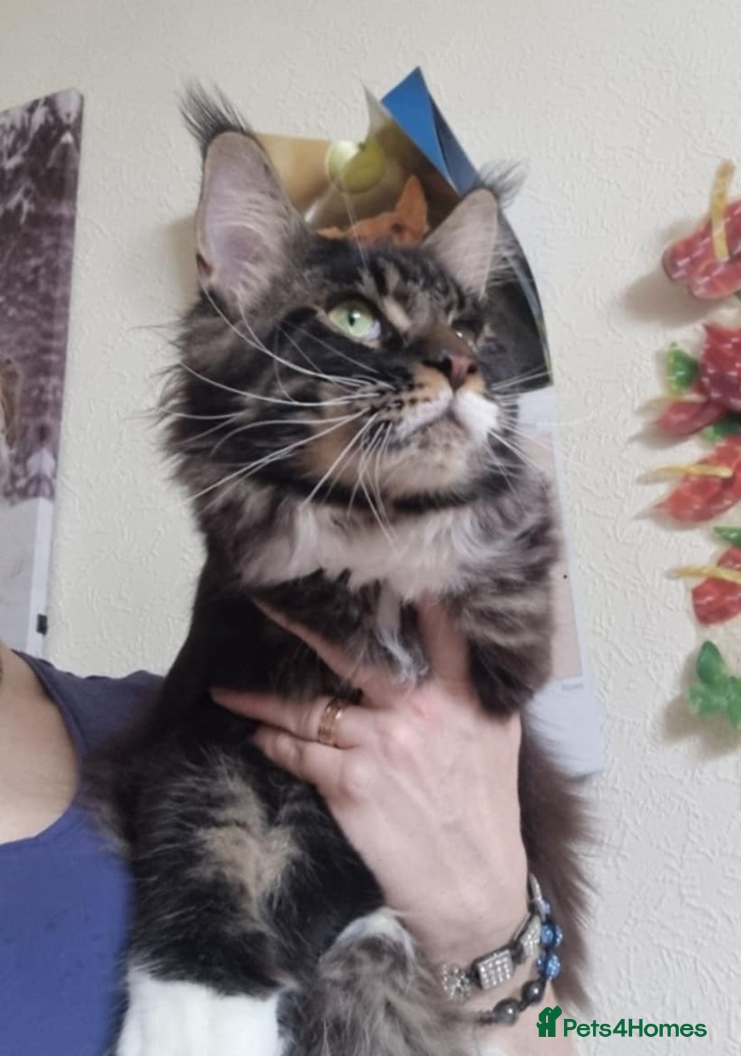Maine Coon cats for sale: Gorgeous Male Maine Coon  - Image 4