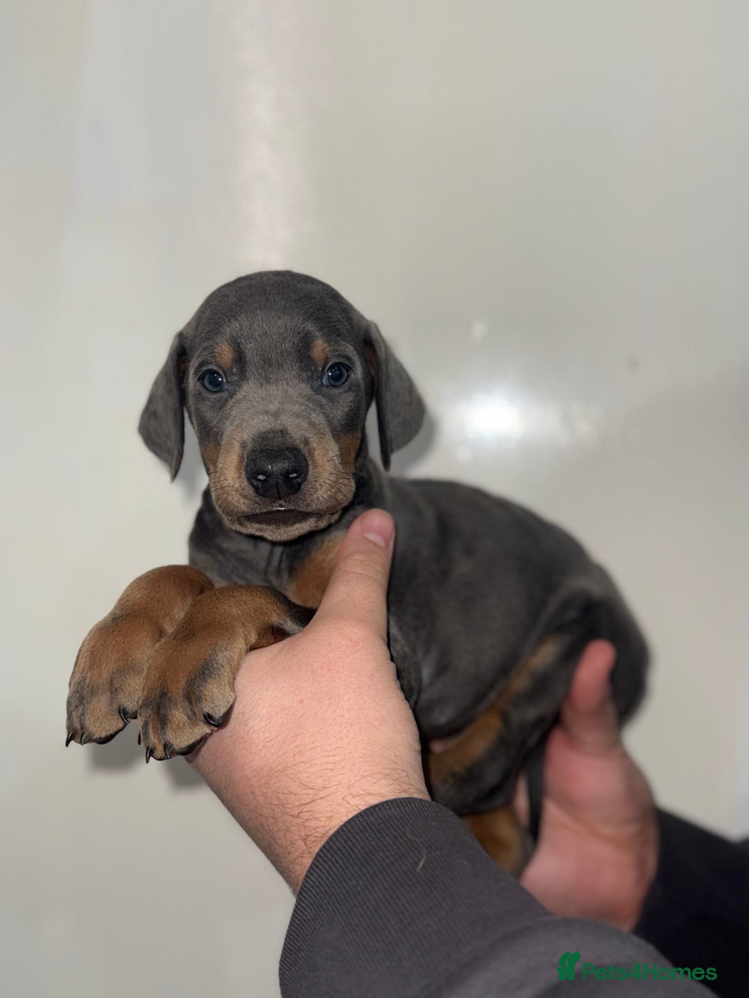 Dobermann dogs for sale: Ready to go Friday night  - Advert 13