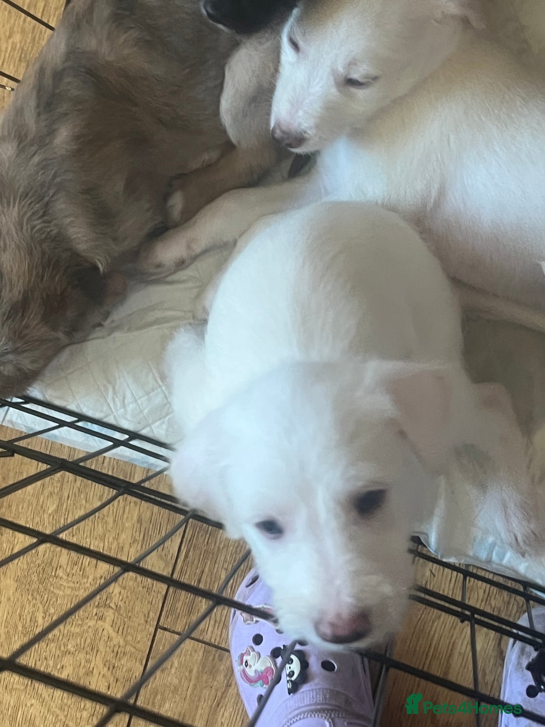 Lurcher dogs for sale: White Lurchers  - Image 3
