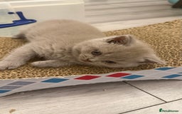 British Shorthair cats for sale: Price reduced Reg gccf Liliac BSH two female  - Image 29