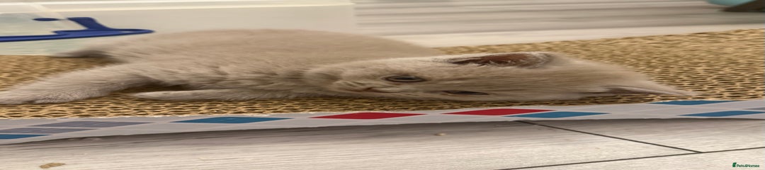 British Shorthair Kitten 2