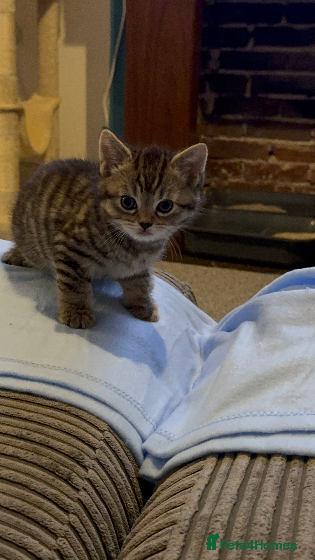 Mixed Breed cats for sale: Male kitten - Advert 3