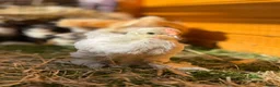 Chickens poultry for sale: Pekin bantams - Advert 13