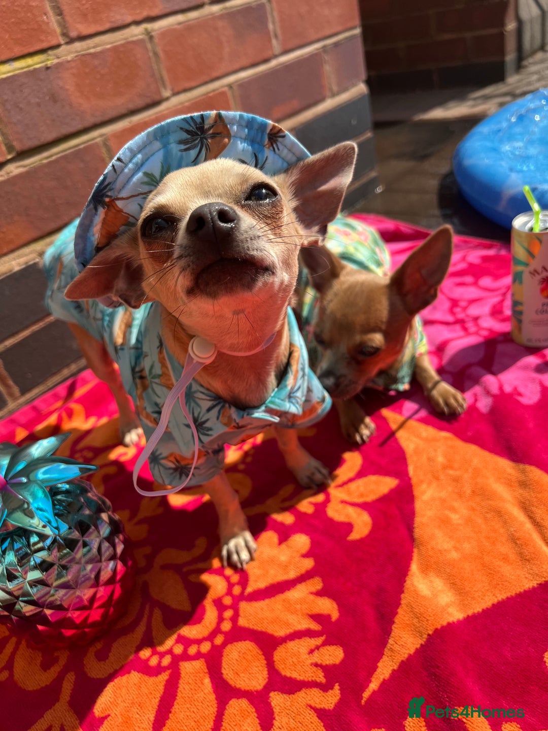 Chihuahua dogs for stud: Small champagne male stud Gino  - Image 10