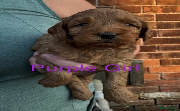 Labradoodle dogs - Advert 4