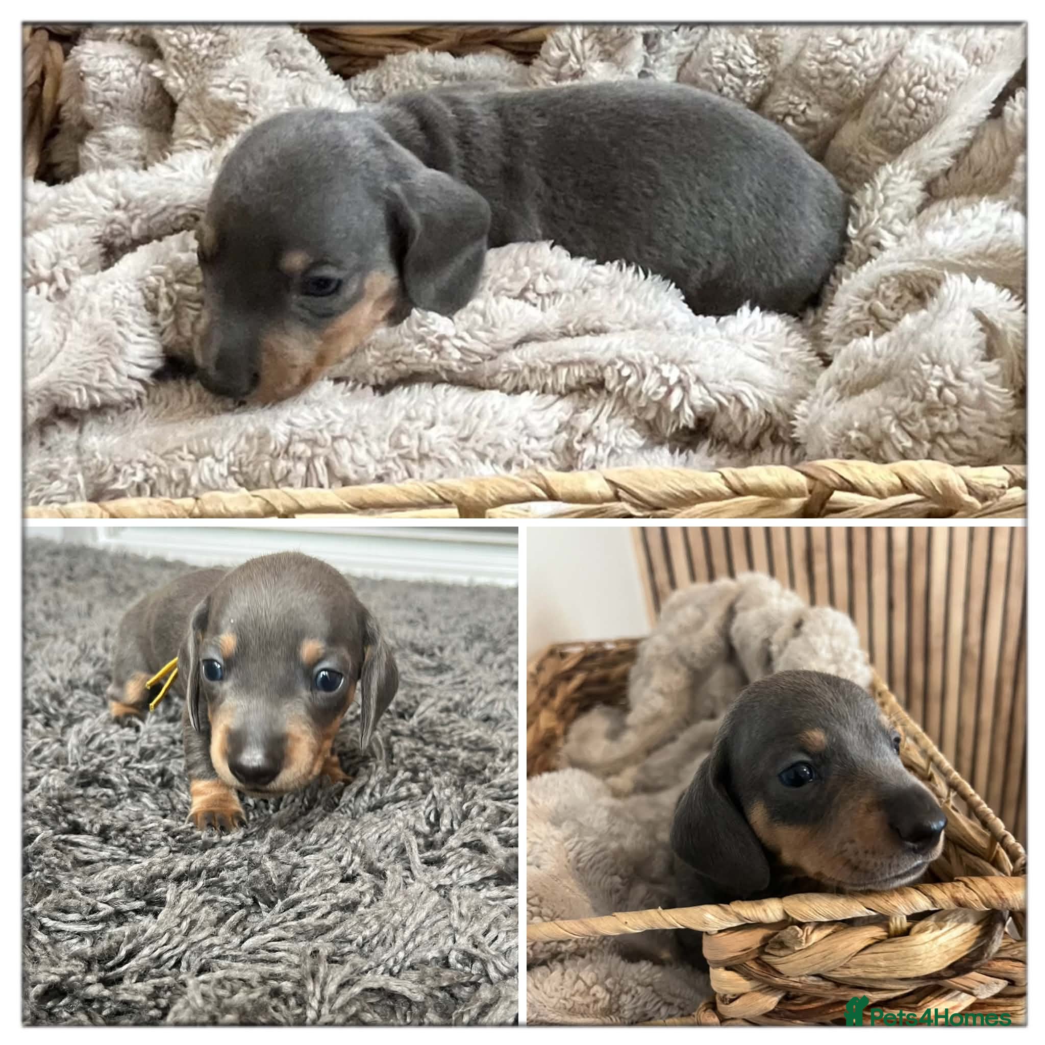 Miniature Dachshund dogs Miniature Dachshund Puppies ready to leave 5 weeks - Advert 2