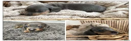 Miniature Dachshund dogs for sale: Miniature Dachshund Puppies ready to leave 5 weeks - Advert 2