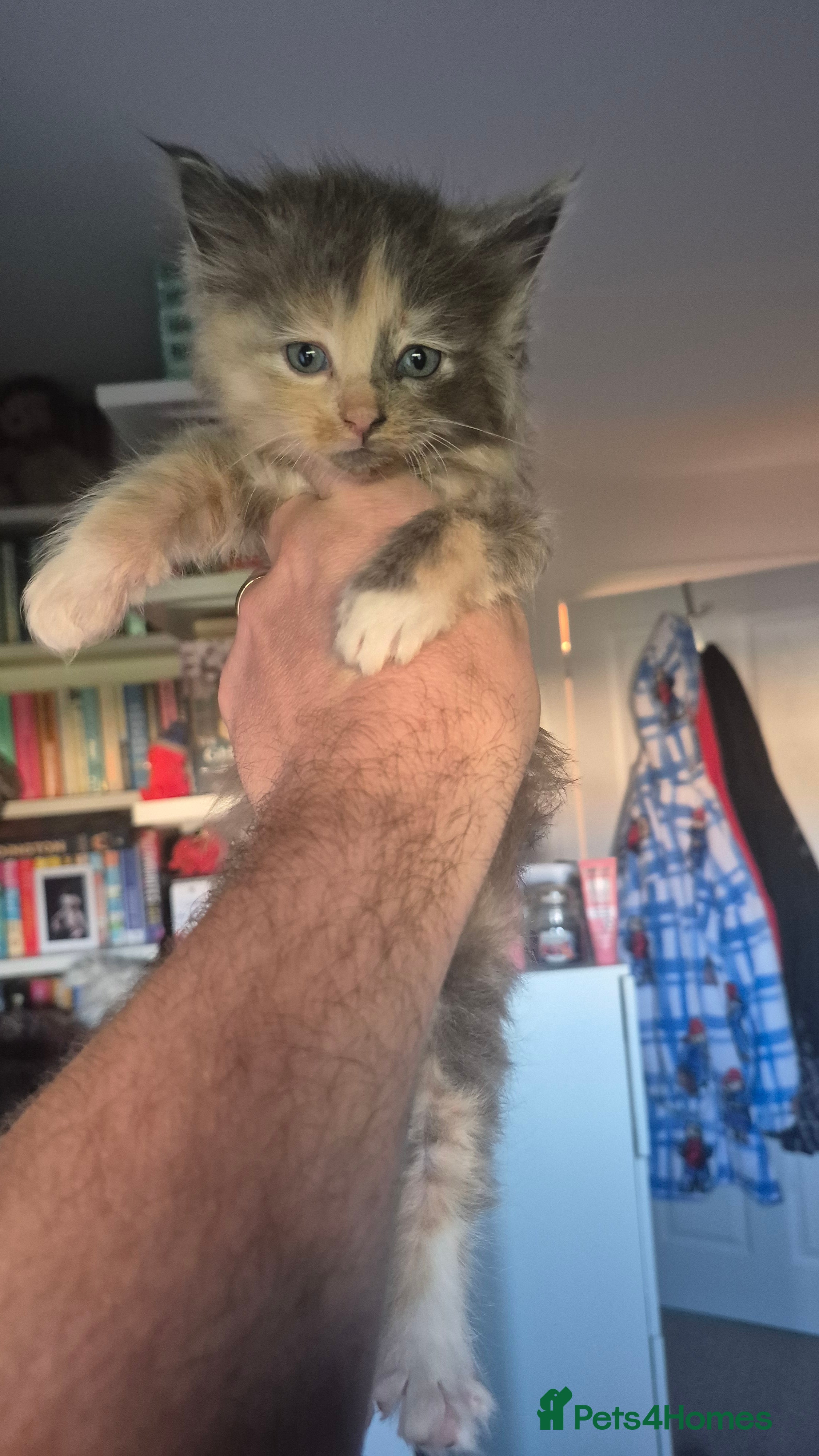 Mixed Breed cats 5 Beautiful Maine Coon/Ragdoll Kittens  - Advert 4