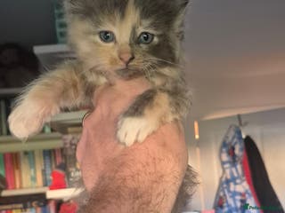 Mixed Breed cats 5 Beautiful Maine Coon/Ragdoll Kittens - Advert 4