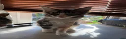 Maine Coon cats for sale: Maincoon X Ragdoll SALE - Advert 11