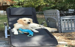 Golden Retriever dogs for sale: Beautiful golden girl for sale - Image 1