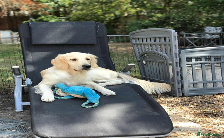 Golden Retriever dogs - Advert 1