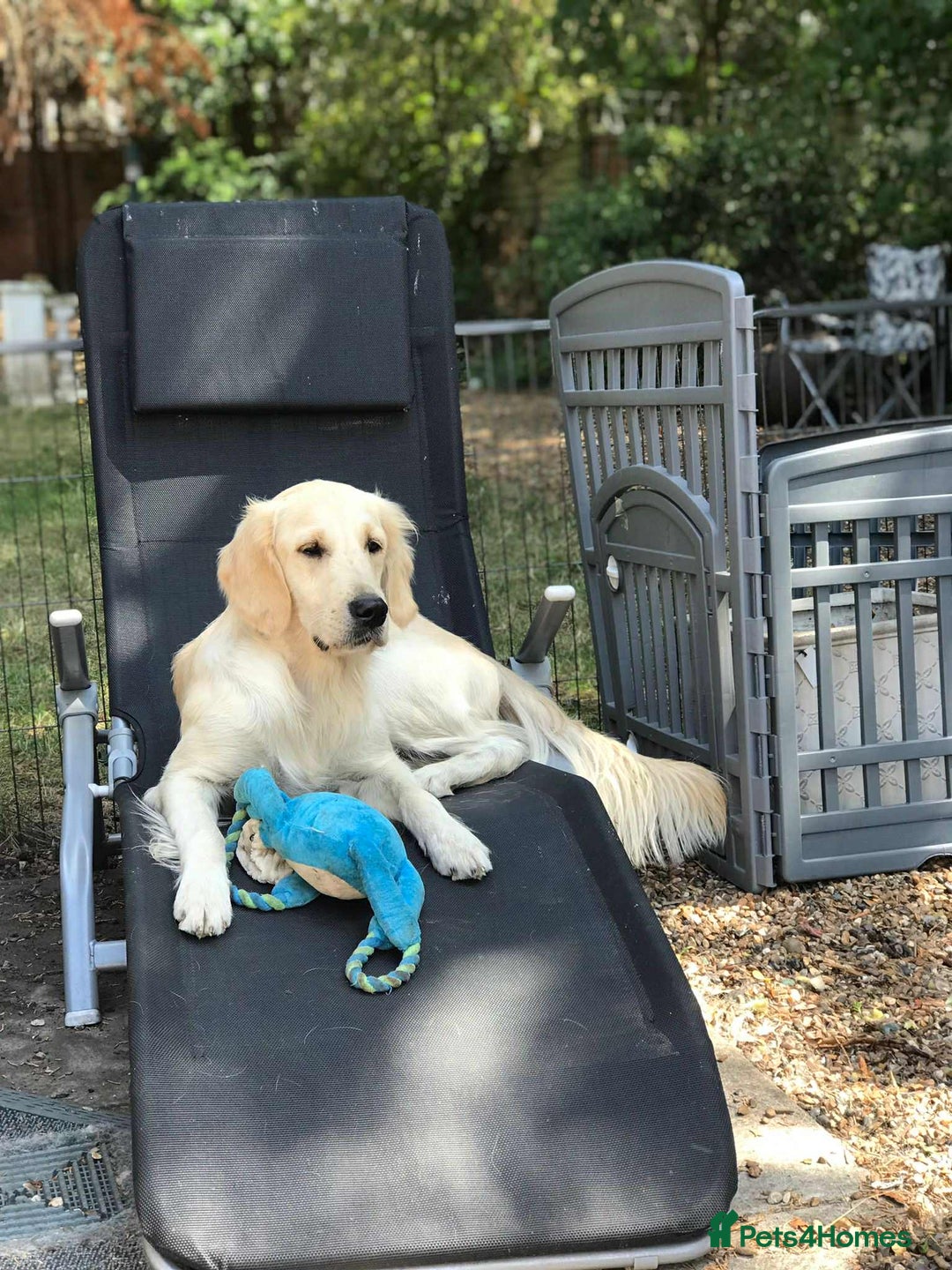Golden Retriever dogs for sale: Beautiful golden girl for sale - Image 1