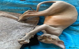 Sphynx cats for sale: Sphinx kitten ready now - Image 11