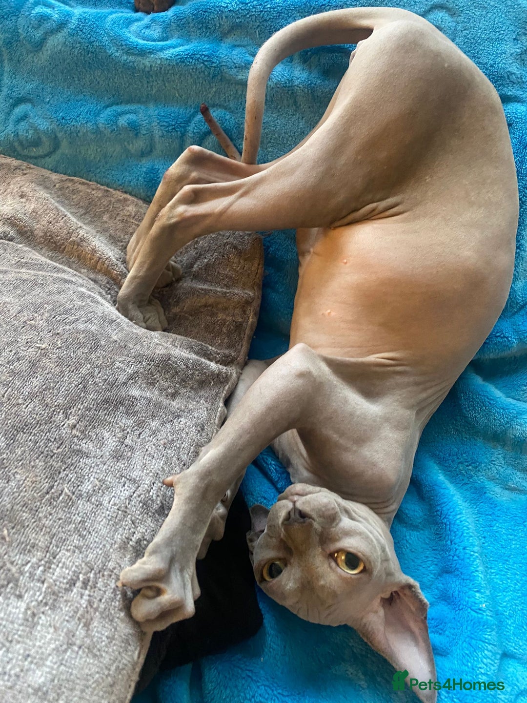 Sphynx cats for sale: Sphinx kitten ready now - Image 11