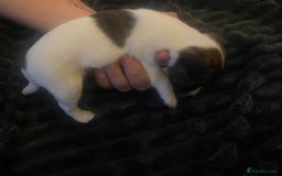 Jack Russell dogs for sale: Jack Russel’s puppies - Image 3