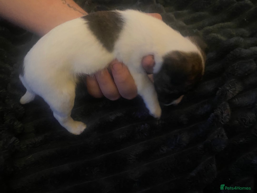 Jack Russell dogs for sale: Jack Russel’s puppies - Image 3