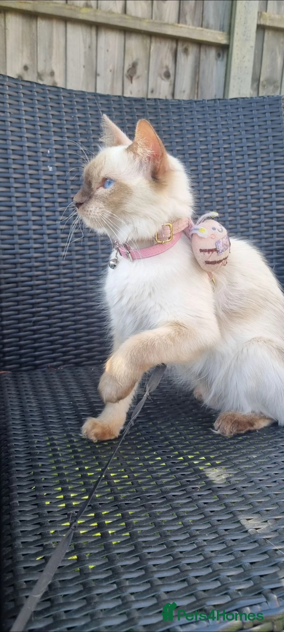 Ragdoll cats for sale: Beautiful Ragdoll girl for rehoming 🩷 - Advert 8