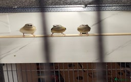 Finches birds for sale: Young Gouldian finches - Image 3