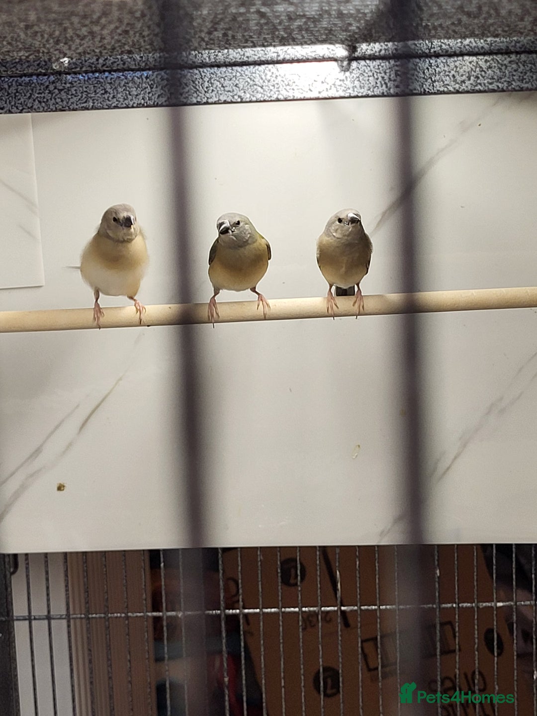 Finches birds for sale: Young Gouldian finches - Image 3