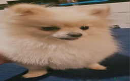 Pomeranian dogs for sale: Beautiful  ** -Size Pomeranian Girl - Image 17