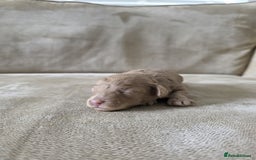 Toy Poodle dogs for sale: KC Tiny Perfect phantom poodles + colours  - Image 11