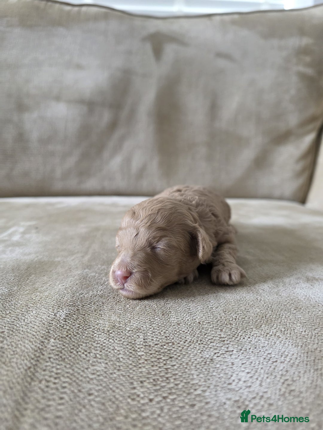 Toy Poodle dogs for sale: KC Tiny Perfect phantom poodles + colours  - Image 11