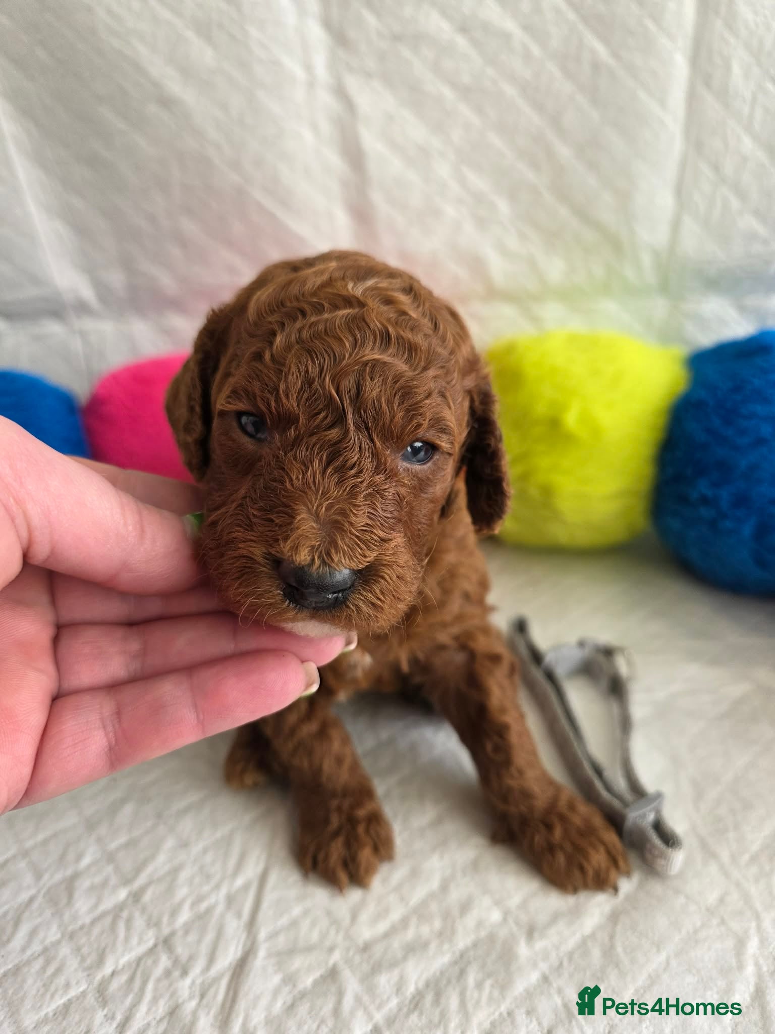 Irish Doodle dogs 👑Superb Rare Toy/Mini Deepest Red Irish Doodles👑 - Advert 2