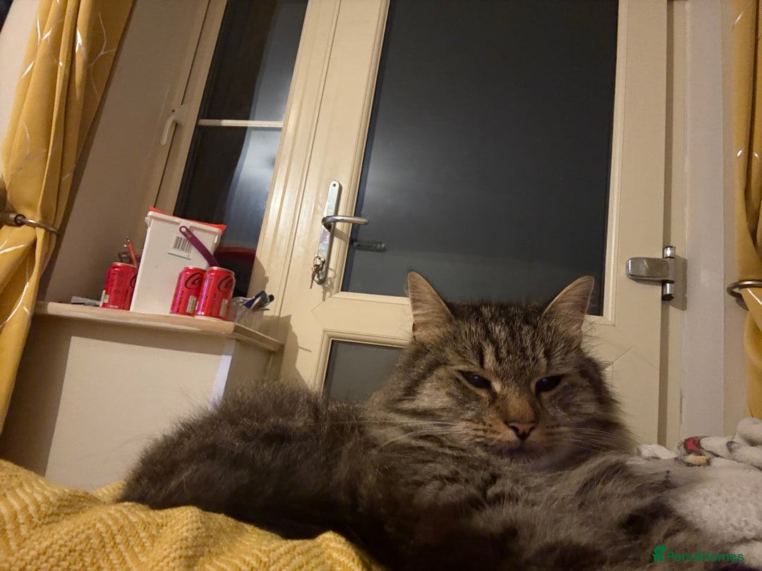 Ragdoll cats for sale: Ragdoll cross tabby  - Image 1
