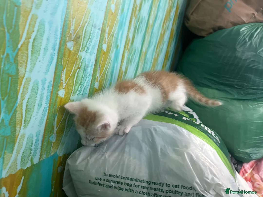 Persian cats for sale: Kittens Persian tabby  - Advert 2