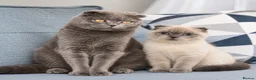 Scottish Fold cats for sale: Female kitten for sale  - Advert 1