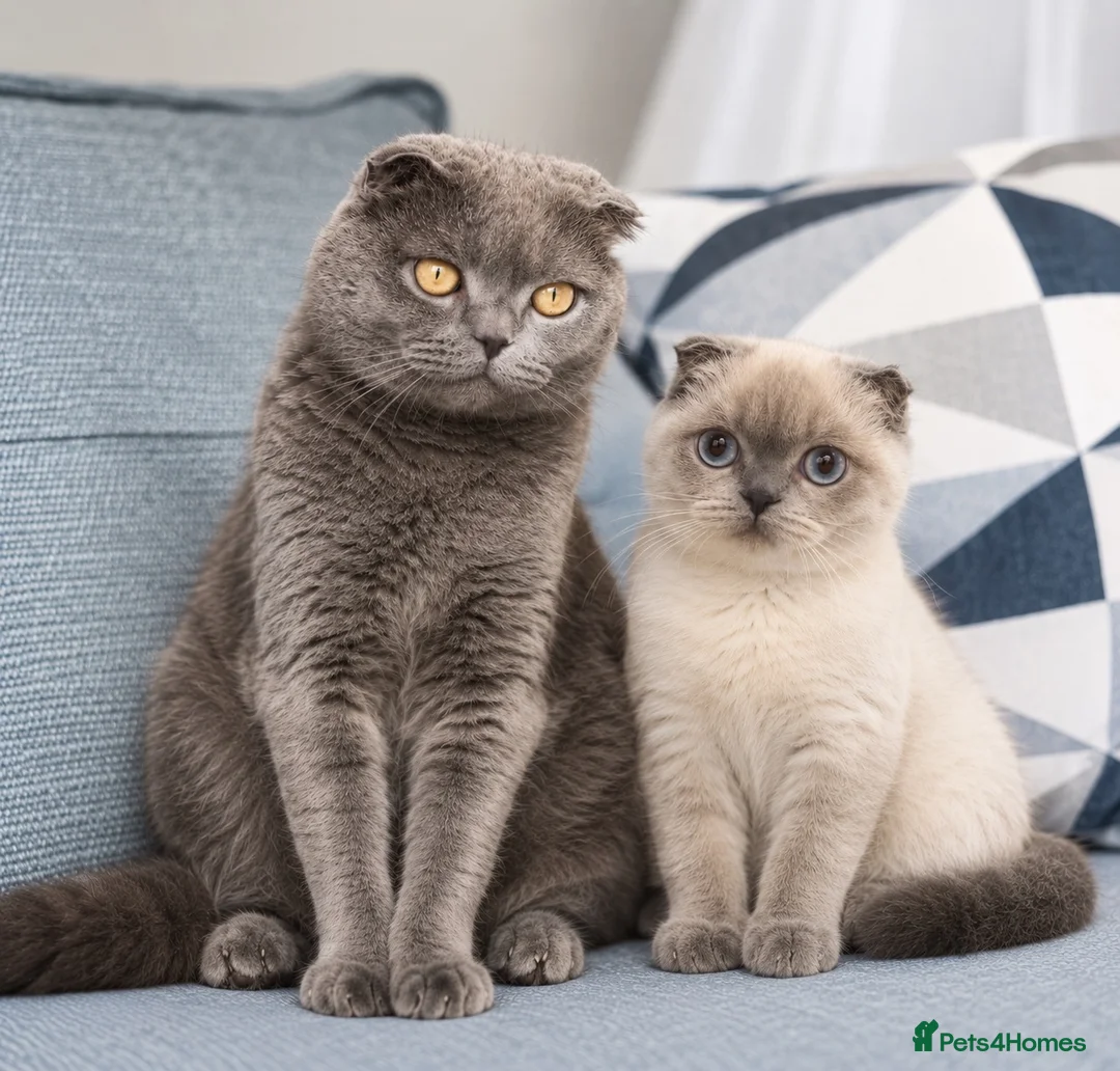 Scottish Fold cats for sale: Female kitten for sale  - Advert 1