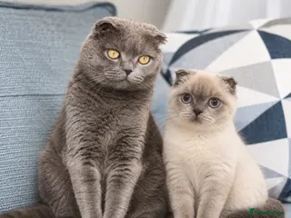 Scottish Fold cats Female kitten for sale - Advert 1
