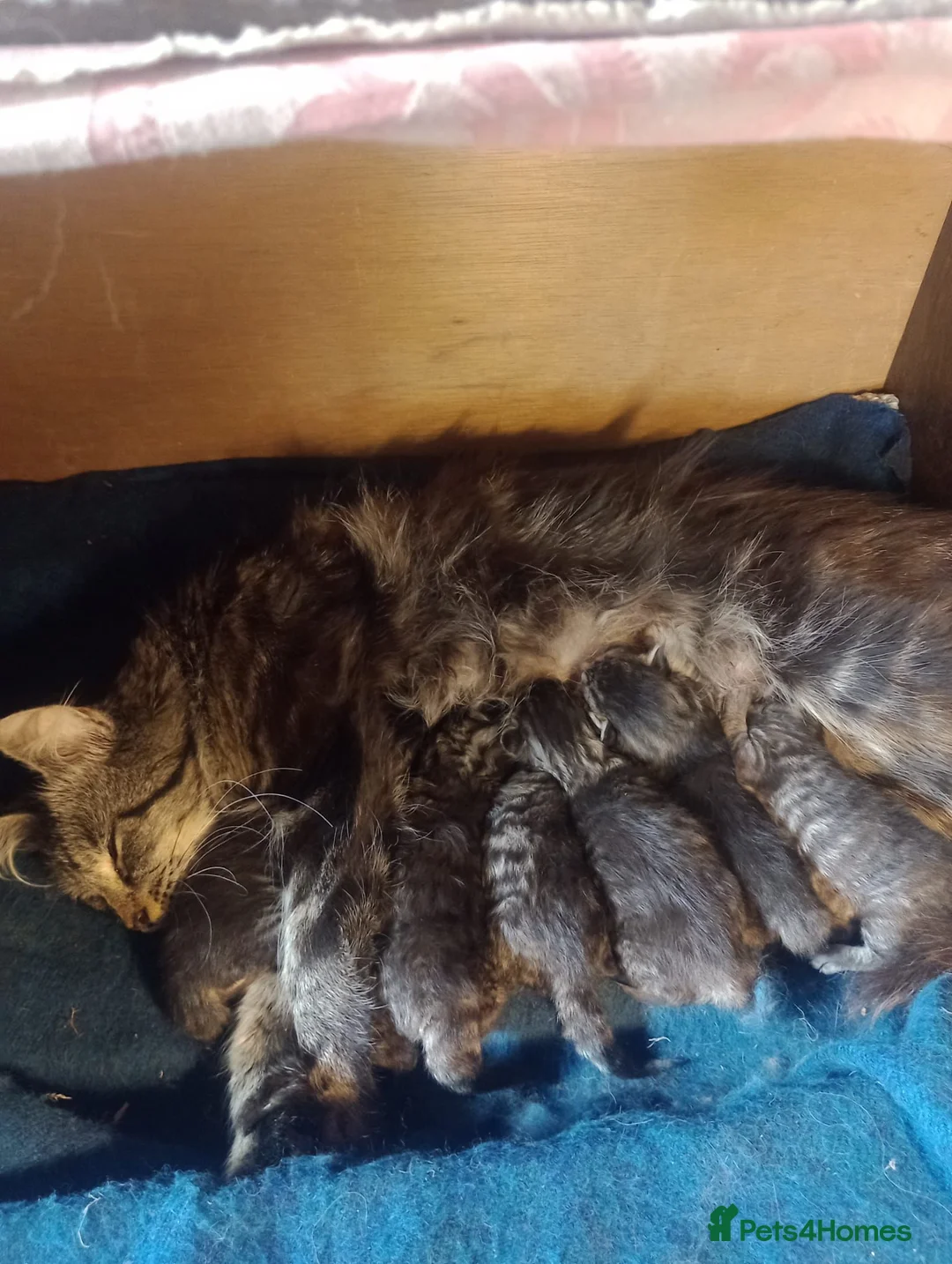 Maine Coon cats for sale: Maine Coon Kittens - Advert 1