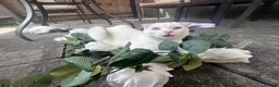 Scottish Fold cats for sale: Pure white Scottish Fold Dobby & odd eye Cyclops  - Advert 24