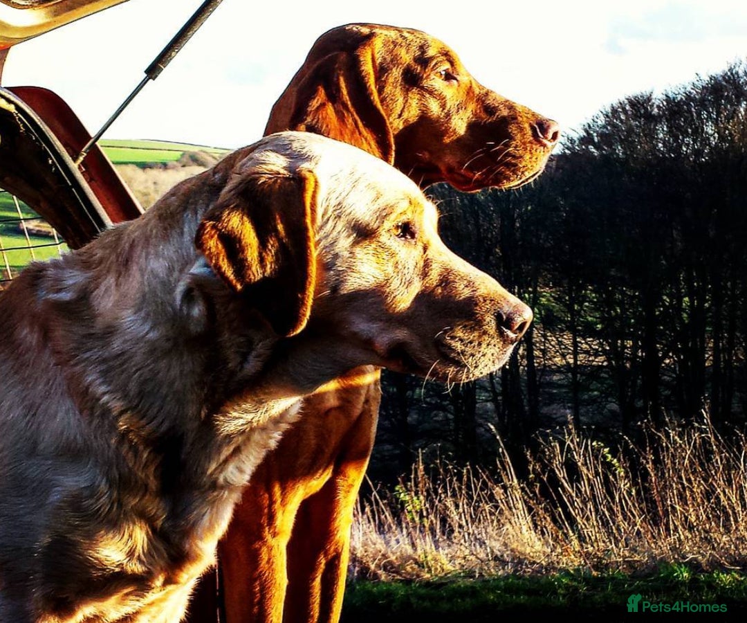 Hungarian Vizsla dogs for sale: Gamekeeper bred KC registered Crufts progeny - Image 6