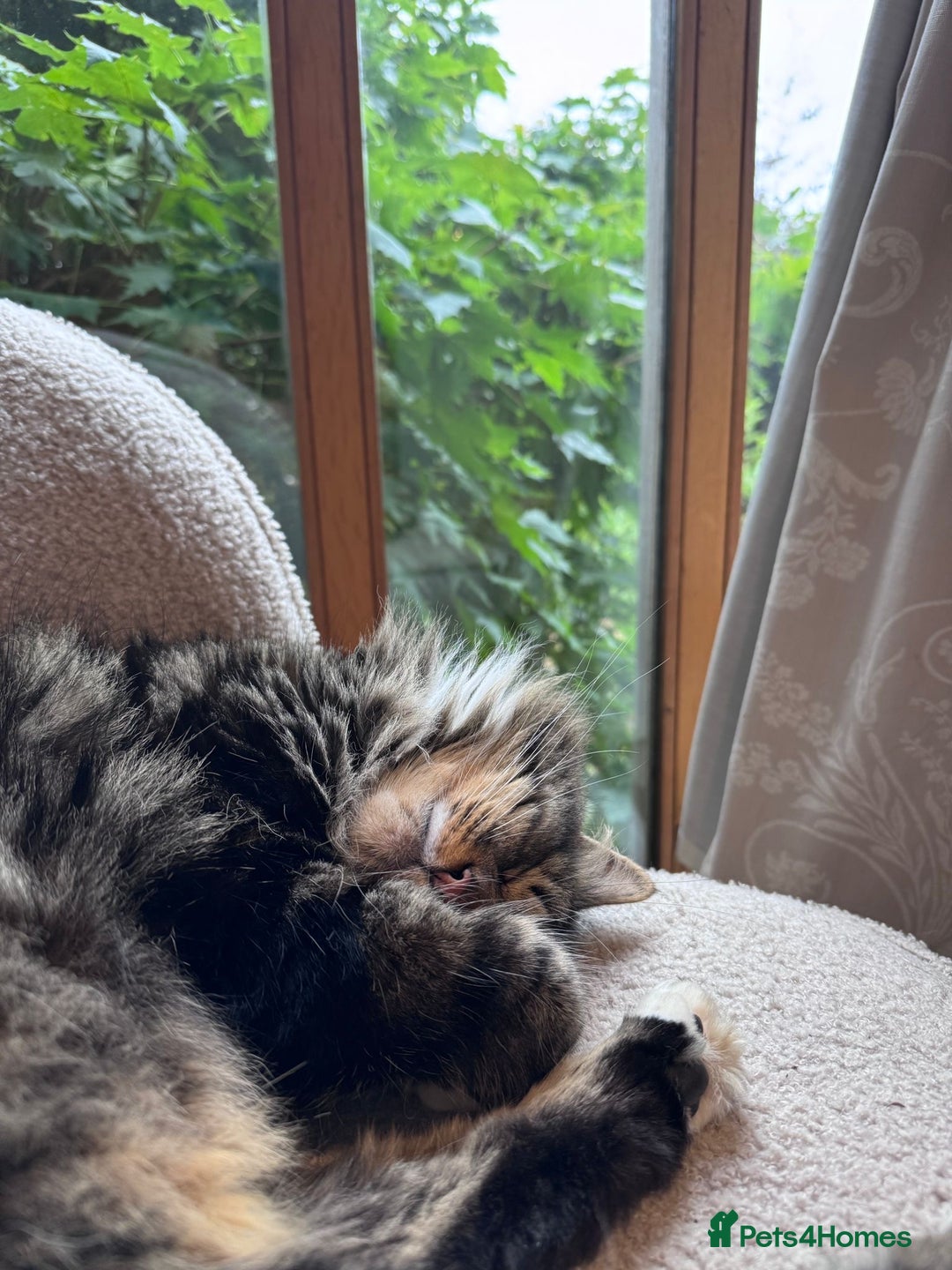 British Longhair cats for sale: Incredibly Beautiful British Longhair Male Cat - Advert 14