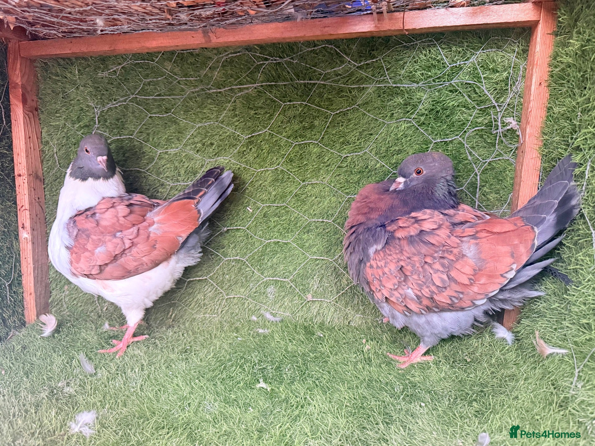 Pigeons birds Premium Breeding Pigeons Top Quality Pairs Availab - Advert 1