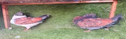 Pigeons birds for sale: Premium Breeding Pigeons Top Quality Pairs Availab - Advert 8