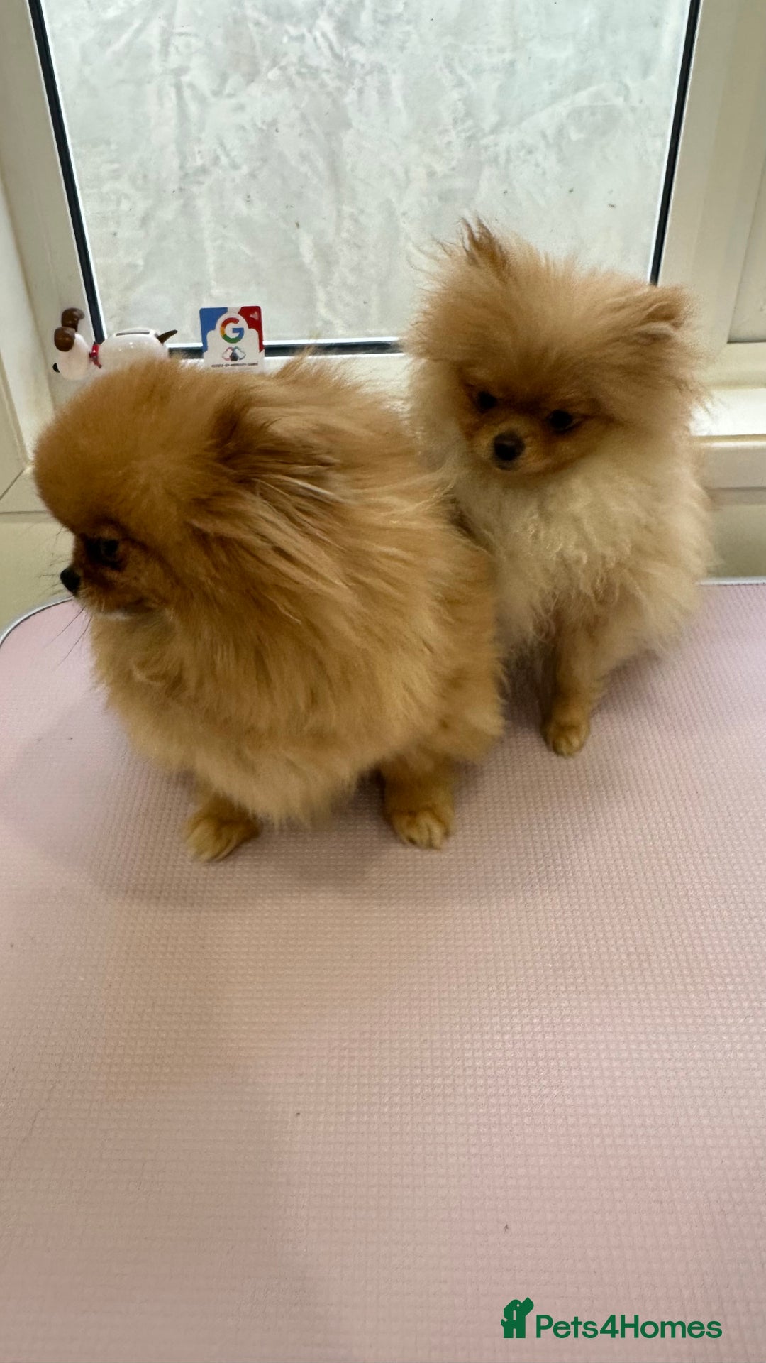 Pomeranian dogs for stud: 1.6kg Chocolate producer ovulation test included  - Image 9