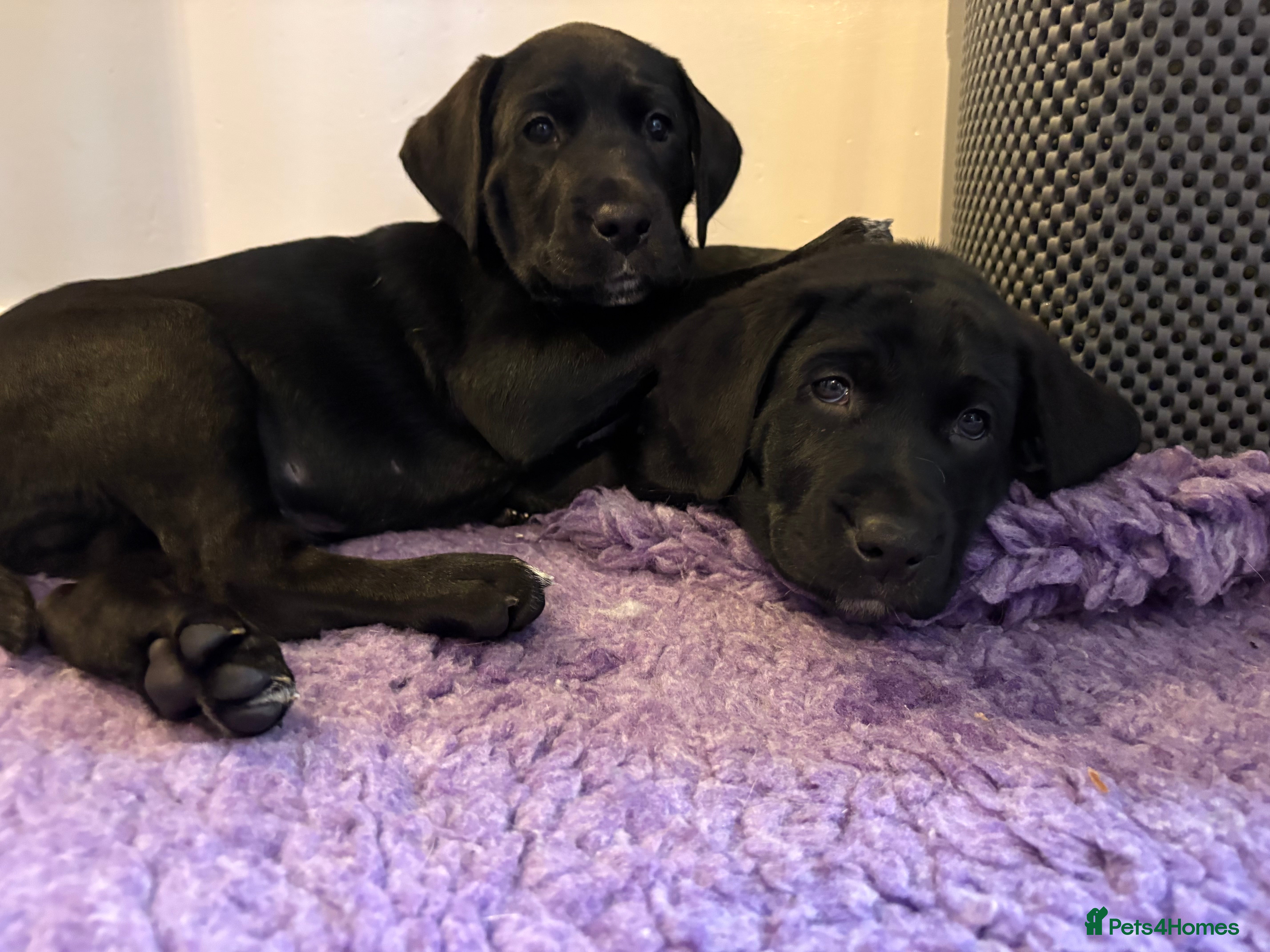 Mixed Breed dogs Beautiful Dalmador (lab X Dalmatian) puppies..!  - Advert 13