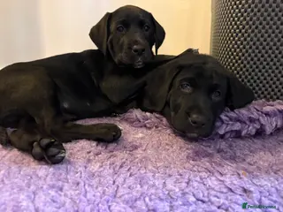 Mixed Breed dogs Beautiful Dalmador (lab X Dalmatian) puppies..! - Advert 2