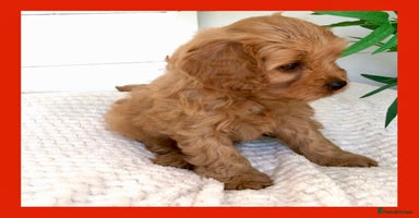 Cavapoo dogs - Advert 2