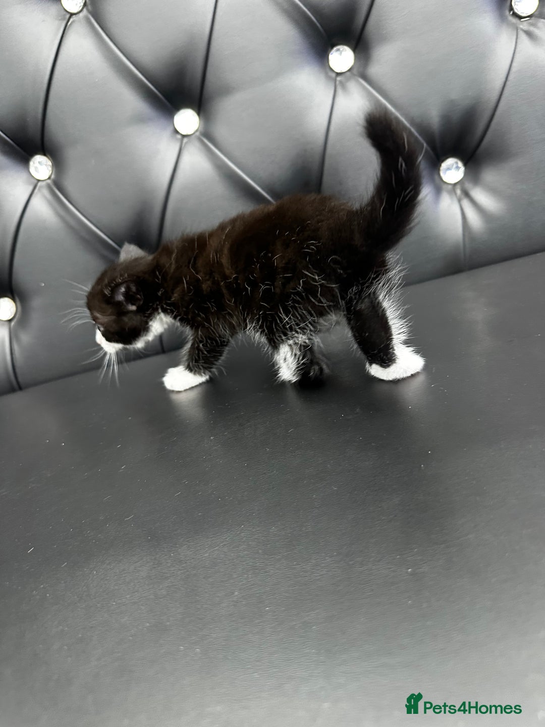 Norwegian Forest Cat cats for sale: 🐾 Adorable Kittens Looking for Loving Homes 🐾 - Advert 4