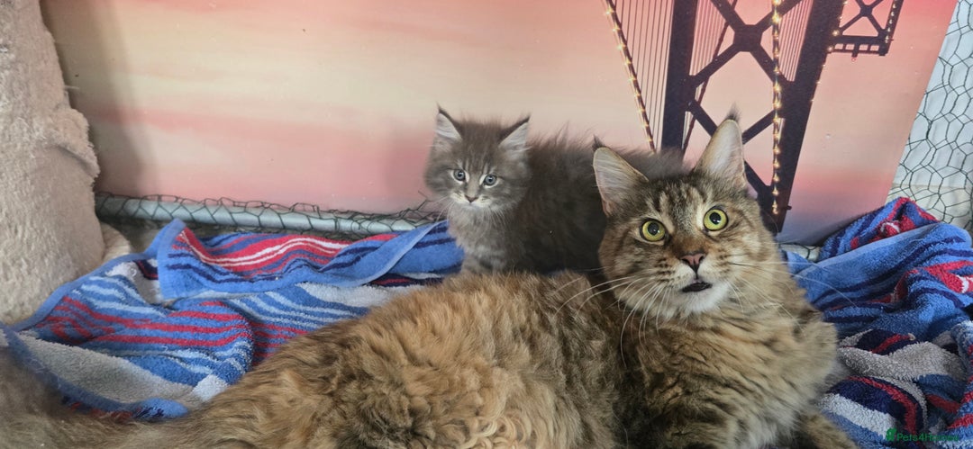 Maine Coon cats for sale: Maine coon kittens ready for reservation - Image 13