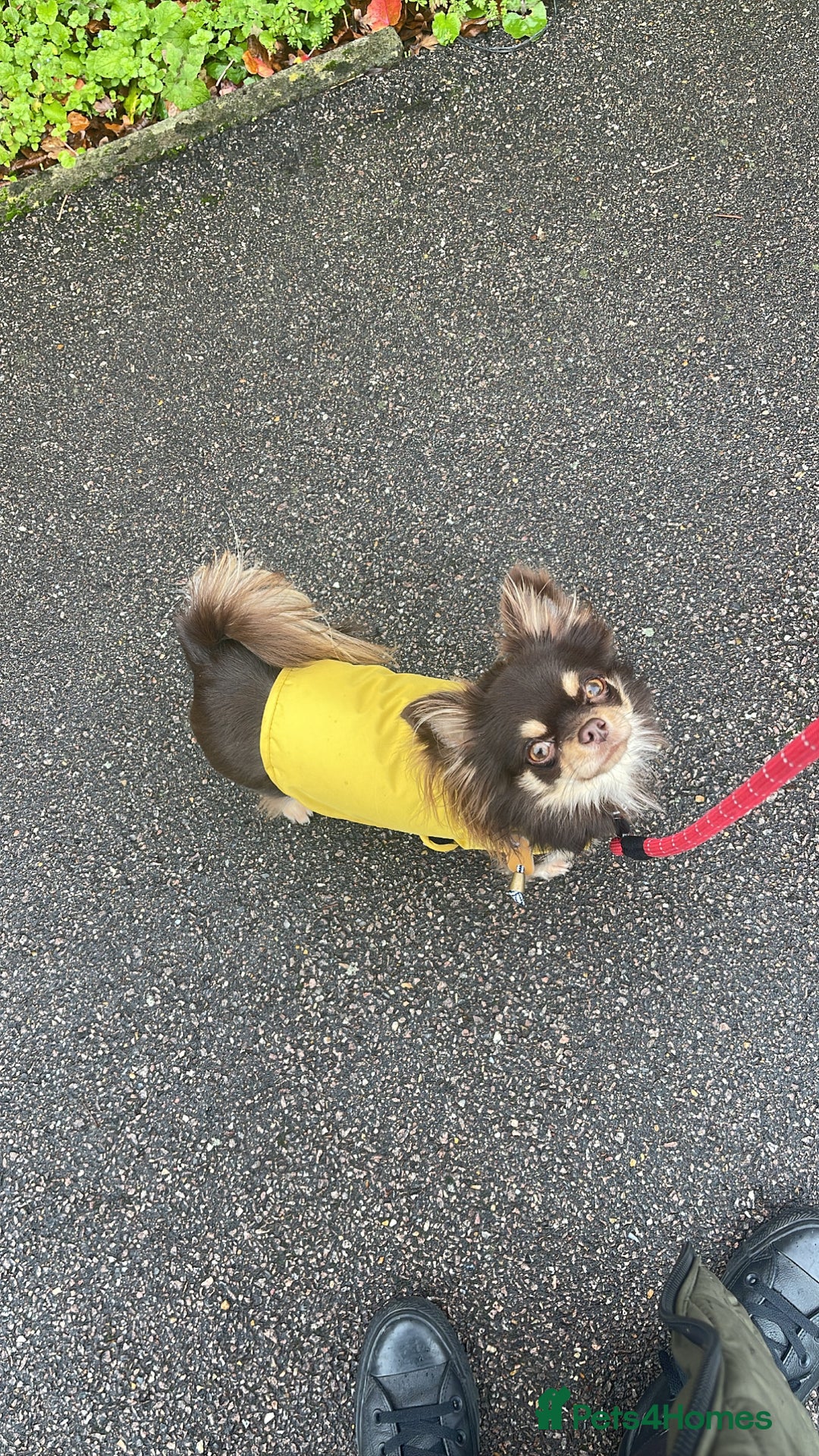 Chihuahua dogs for sale: 4 years chihuahua male neutered  - Advert 3