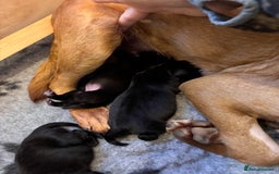 Labrador Retriever dogs for sale: Black KC Reg Labrador puppies for sale  - Image 6